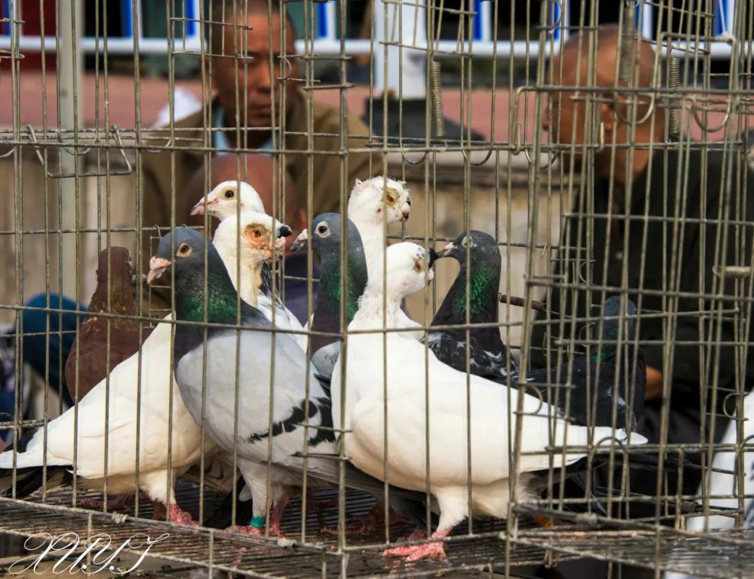 天津徐庄子宠物市场,天津北辰小街桥下宠物市场