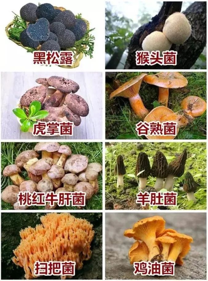 防食物中毒安全知识,吃菌的3个安全原则