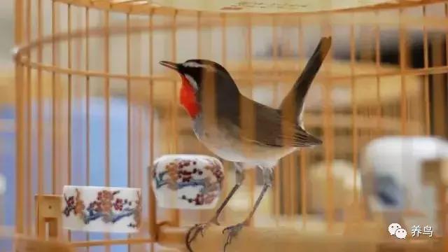 黄腹山雀认主人吗,黄腹山雀精灵介绍