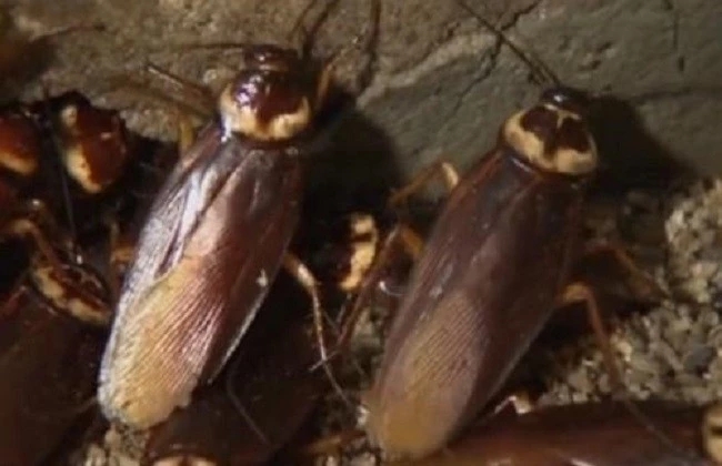 养殖的蟑螂一斤多少钱,蟑螂能卖1斤多少钱