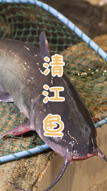 东北的骄傲视频,东北的骄傲有哪些