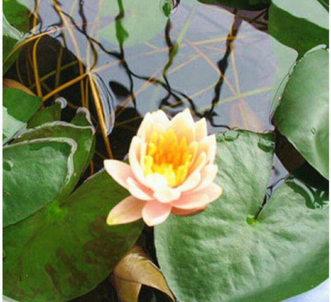 睡莲怎么养才有开花的现象,睡莲在室内如何养护才能快速开花