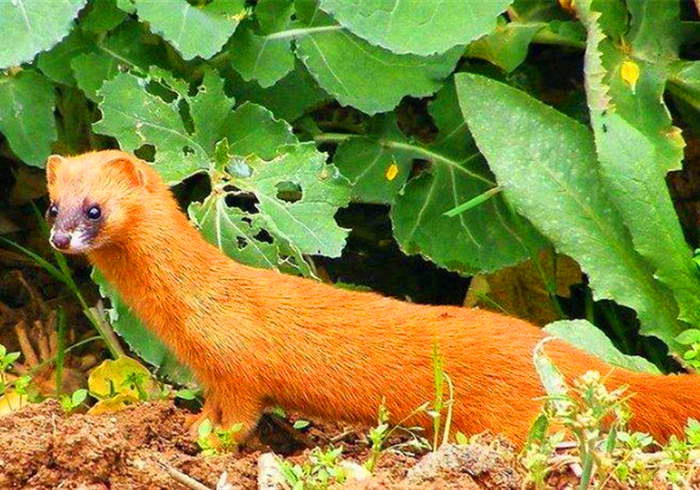 黄鼠狼为什么不怕公鸡,黄鼠狼给鸡拜年不安好心真实的吗