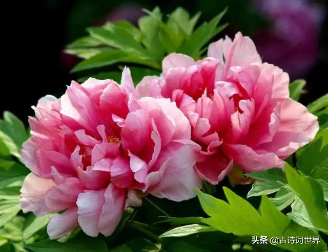 古诗中赞美牡丹的诗句有哪些,我见过雍容华丽的牡丹阅读答案