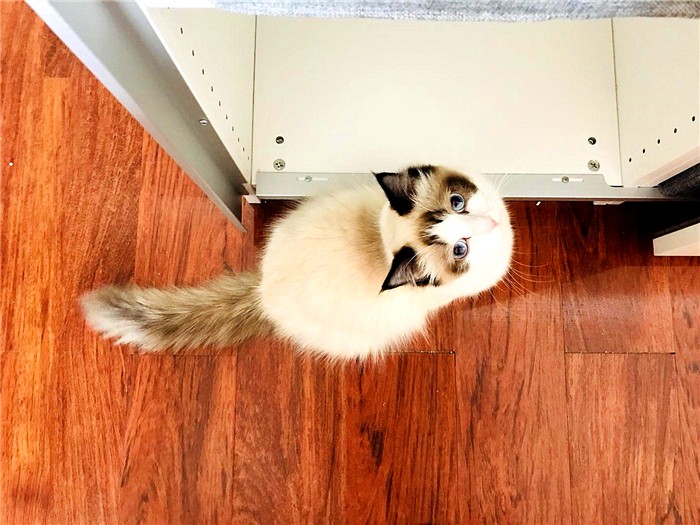 流浪猫妥善处理,滞销猫