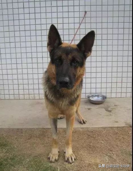 狗在家里闹怎么办,我家狗在外边流浪了两个月