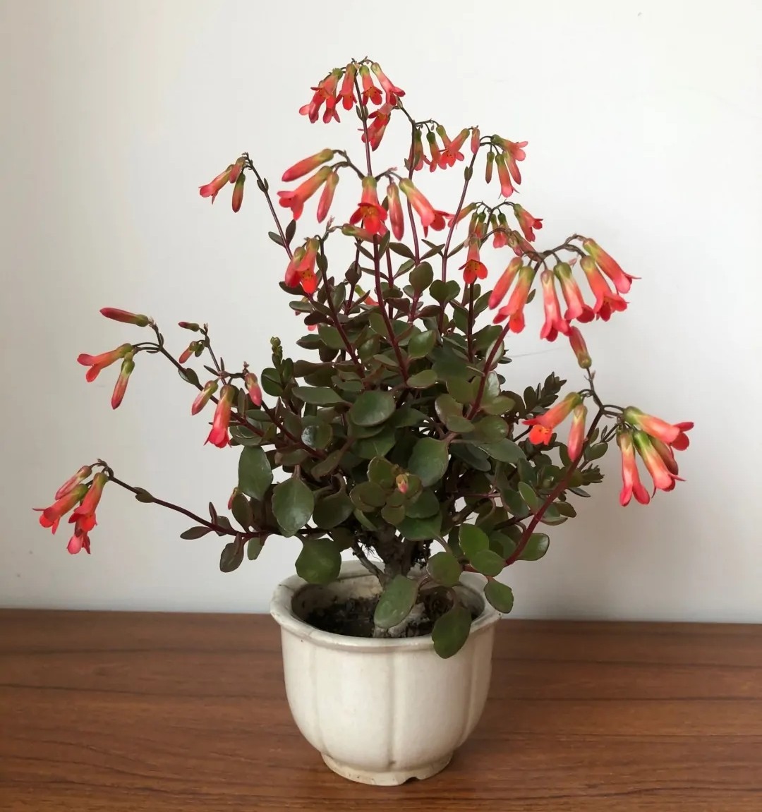 单瓣长寿花品种大全图,长寿花单瓣最好看的品种