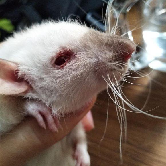 这才是撸猫正确的方式,撸猫不如撸狗