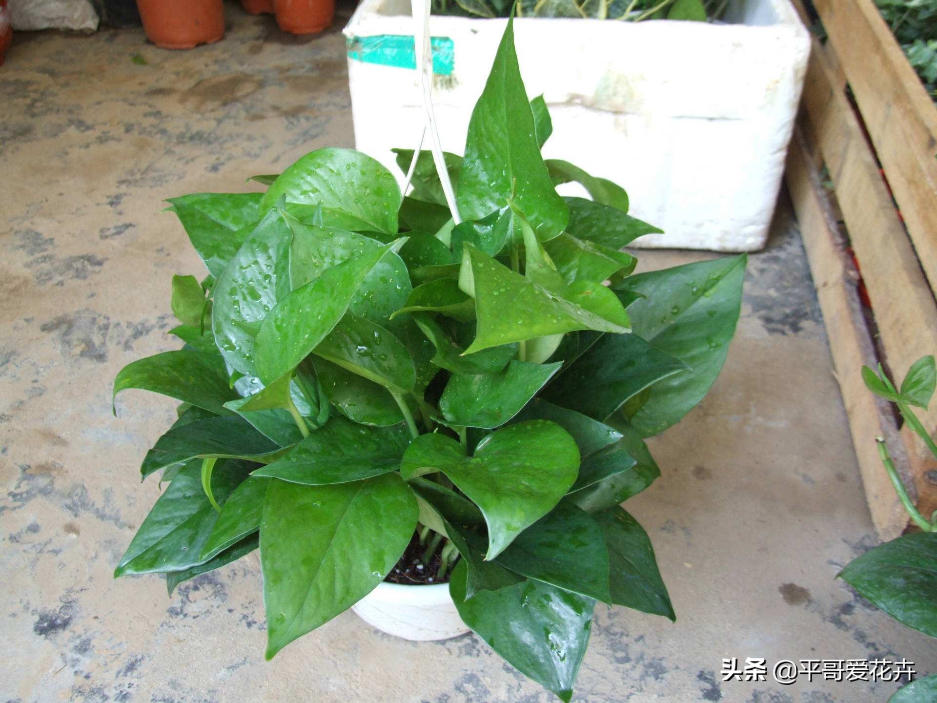 吸甲醛最好的10种花,什么花吸甲醛最好最快好养