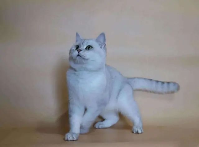 蓝猫也有蓝白色,英短蓝猫明明是灰色的为啥叫蓝色