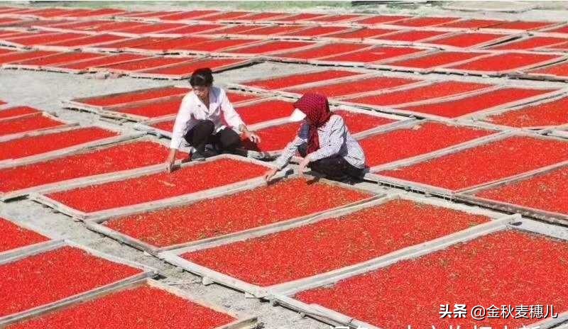 宁夏枸杞细节,宁夏的枸杞苦怎么回事