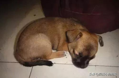 屠夫杀狗它们流泪，小狗叼走屠刀帮母亲，屠夫下跪发誓不再杀狗