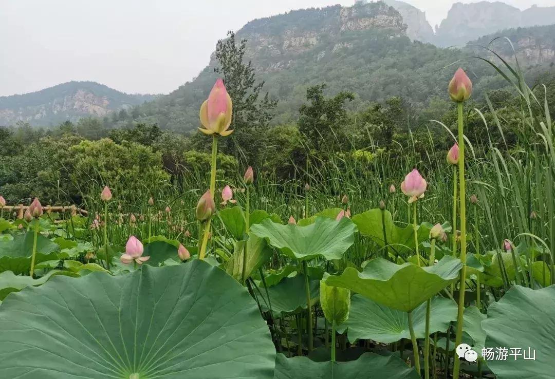 看荷塘月色的视频,看夏日荷塘美景