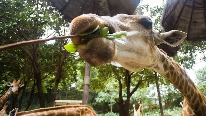 长隆野生动物世界暑假攻略,广州长隆野生动物园亲子一日游攻略