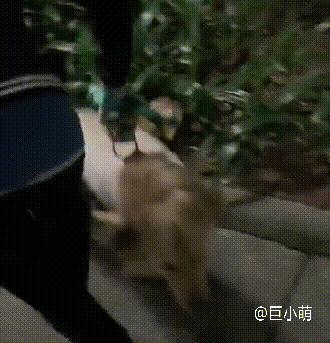 金毛狗的不良习惯,金毛不良习惯训练