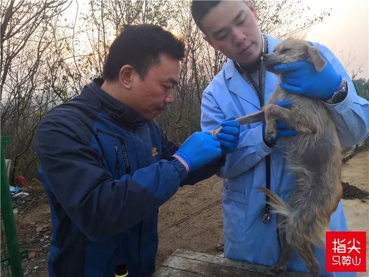 马鞍山流浪狗救助中心在哪里,曝光流浪狗救助真相