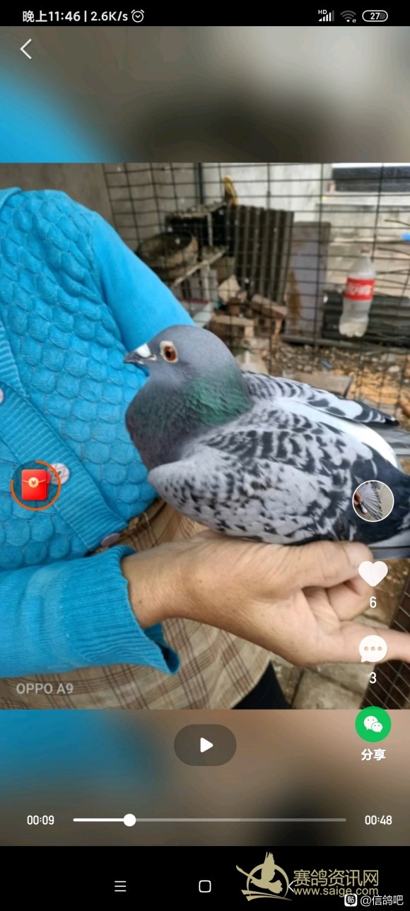 500公里最快归巢鸽,断指一年后能恢复吗