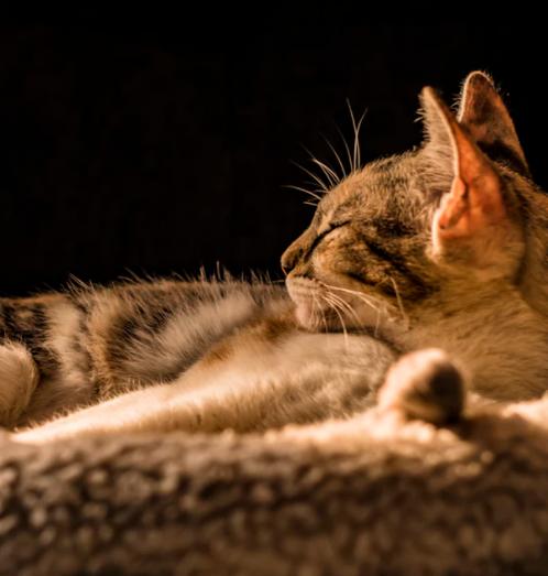 猫咪疫苗打完了会被感染吗,为什么猫咪打了疫苗会发烧