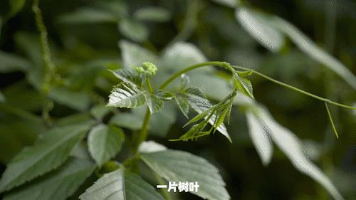 华为手机显微镜放大1000倍清晰,怎样才能把手机变成显微镜模式