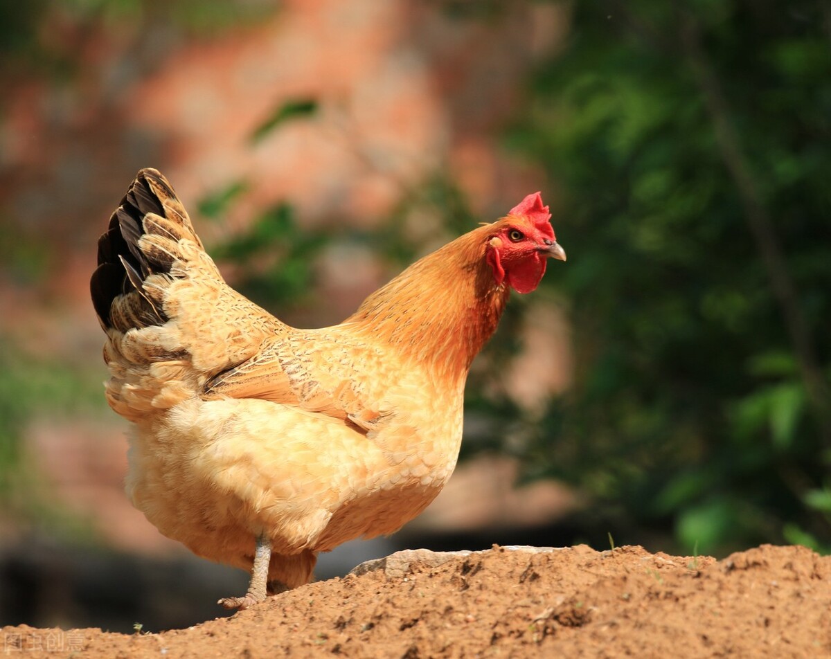 怎么判断支原体和甲流,滑液支原体诊断技术