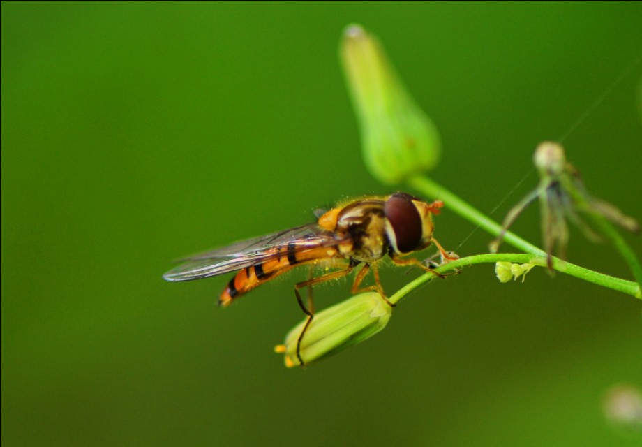 蜜蜂的美丽高清图片大全,蜜蜂高清照