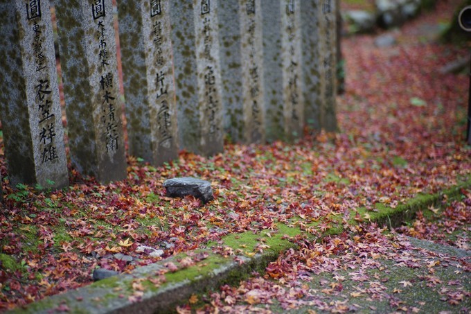 京都赏枫2022,京都赏枫必去景点有哪些好玩的