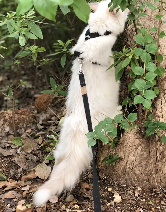 猫狗夏天会热中暑吗,中暑怎么刮痧中暑的急救小妙招