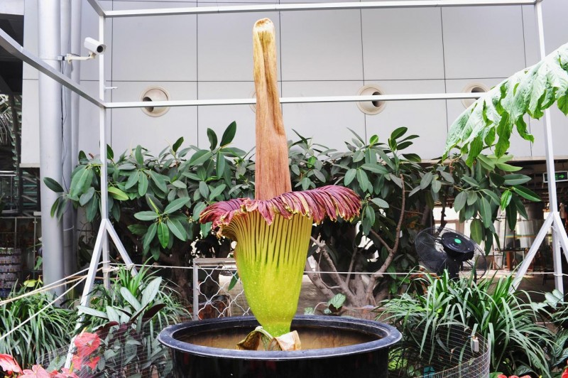 世界上最臭的花生长在哪里,世界上最臭最有毒的花是什么