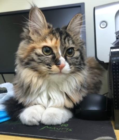 捡到一只流浪猫眼睛烂了怎么办,捡了一只生病的小奶猫