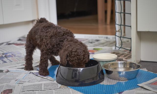 贵宾会把家里谁当主人,巴哥犬把你当妈妈了