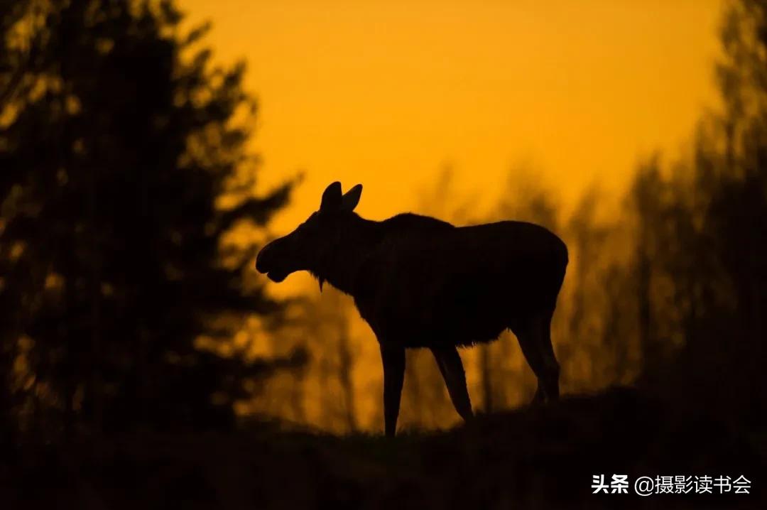 尼康拍野生动物,这位摄影师