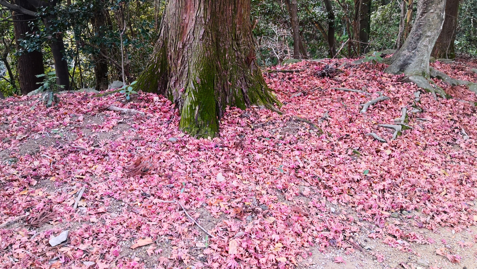 书写山圆教寺景点,书写山圆教寺攻略
