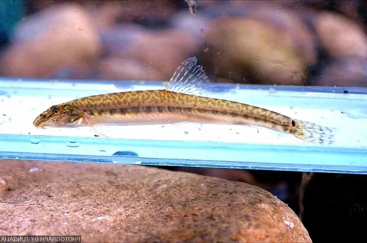 野生泥鳅品种图片大全大图,最大的泥鳅图片大全