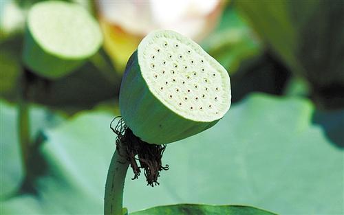 观赏荷花地方推荐河南,河南荷花特别多的地方在哪里