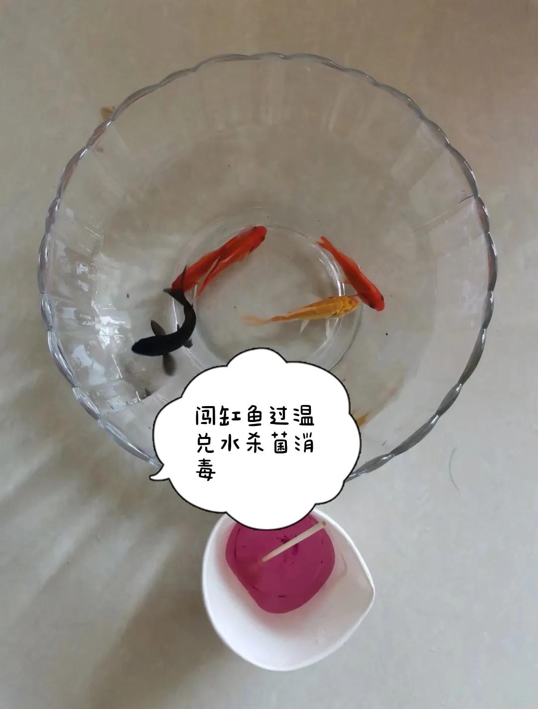 新手养鱼首选什么鱼,新手养鱼的全套设备