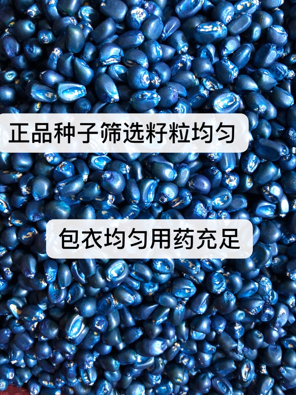 怎样看玉米种的真假,如何辨别新玉米种
