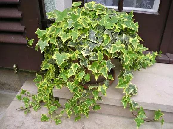 适合卧室养的助眠花,冬季助眠好养的花