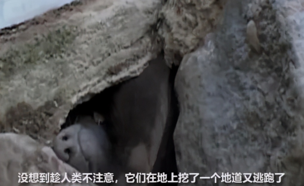 非洲大地最狂动物，动物园里连狮子毒蛇都有，偏偏没有它平头哥