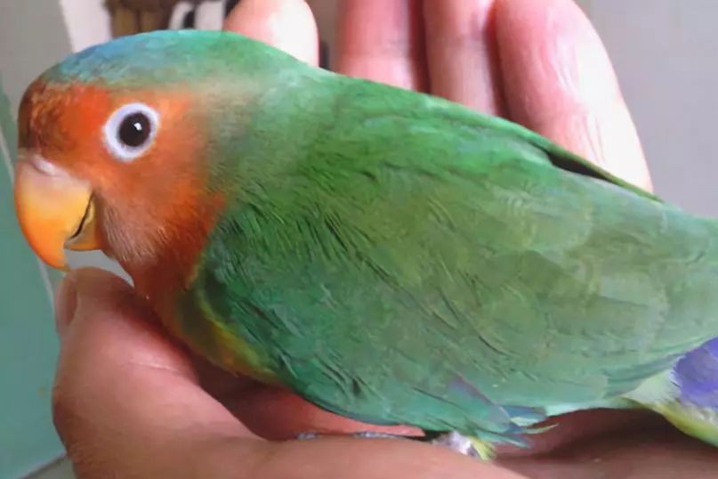 普兰牡丹鹦鹉是头类还是面类,面类牡丹和头面牡丹鹦鹉如何区分