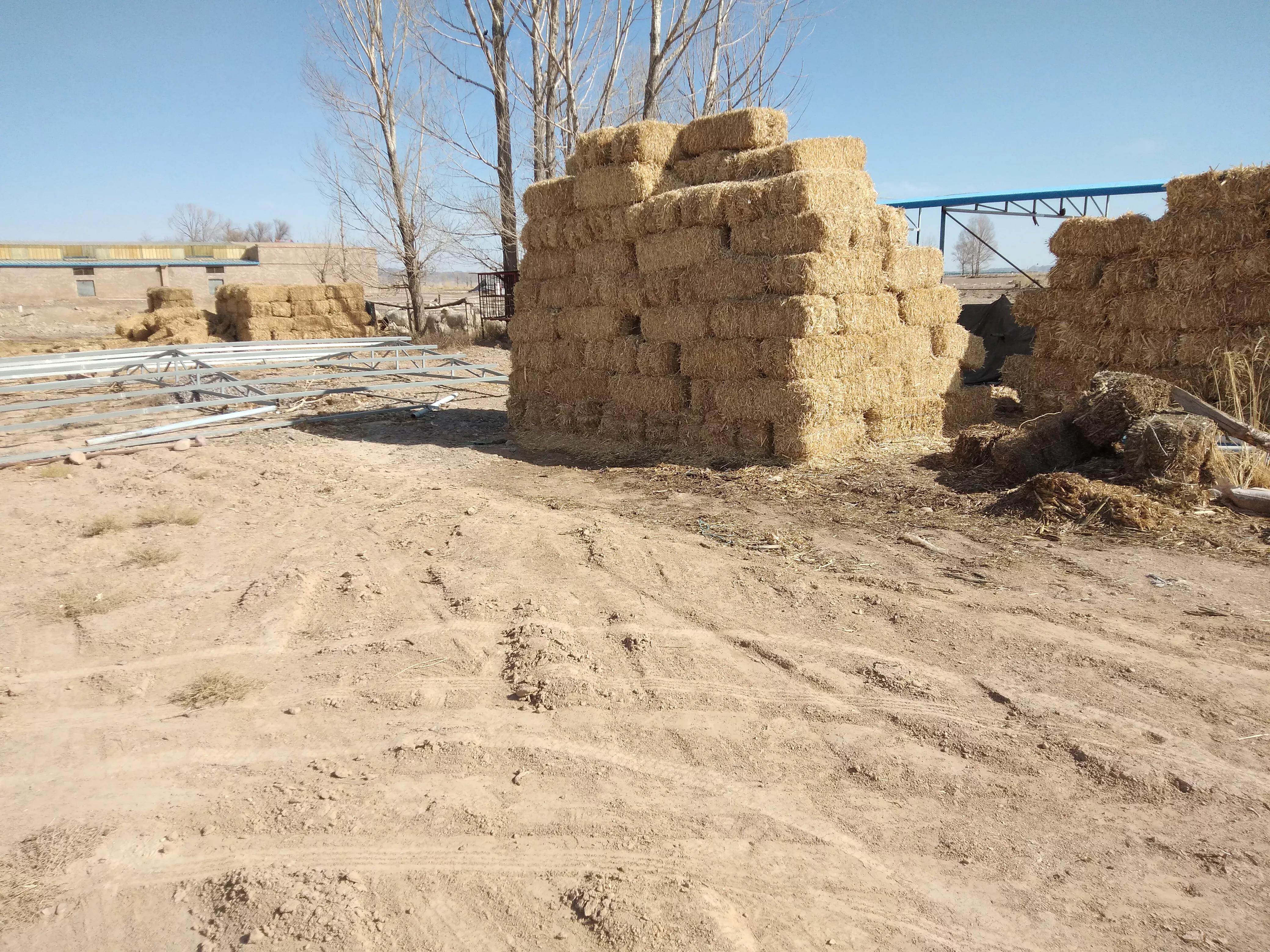 给年轻养羊人的八条忠告,养羊人最怕五件事