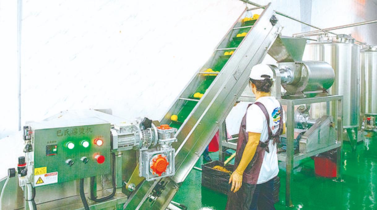 炎陵黄桃资料,黄桃生长历程