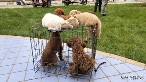 哈士奇在农村狗市多少钱能买到,狗市场上的小型哈士奇