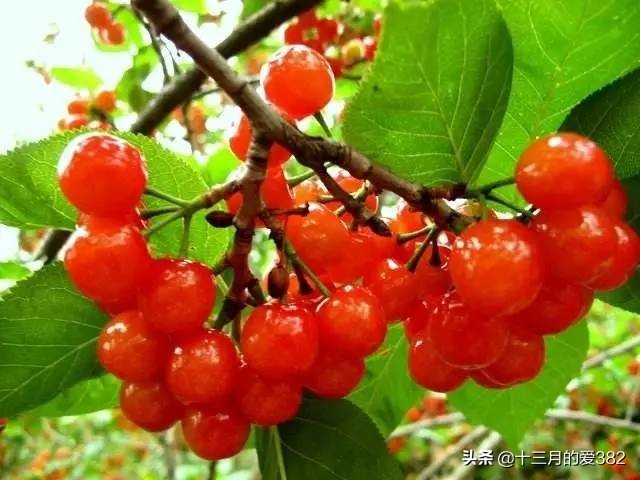 品子午樱桃，游千年古镇