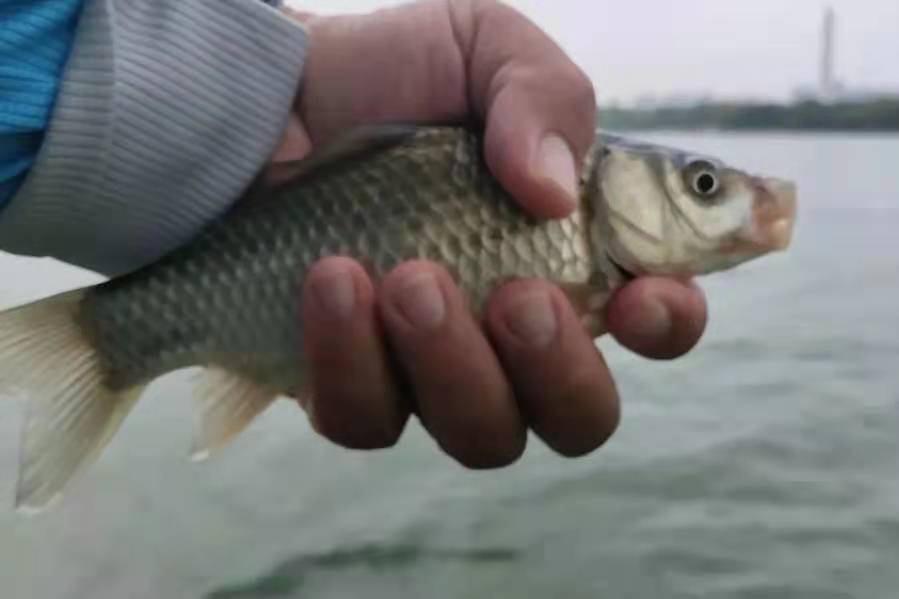 狂拉小鲫鱼,钓小鲫鱼最暴力的方法