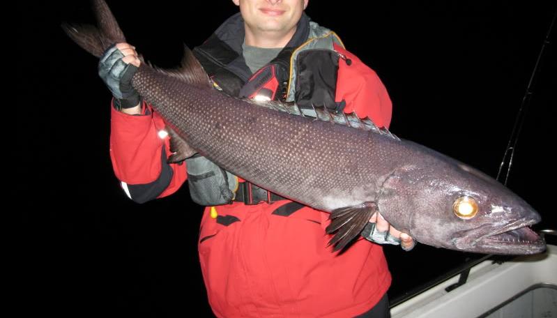 油鱼为何被多国禁止食用,吃了油鱼为什么屁股会流油很臭
