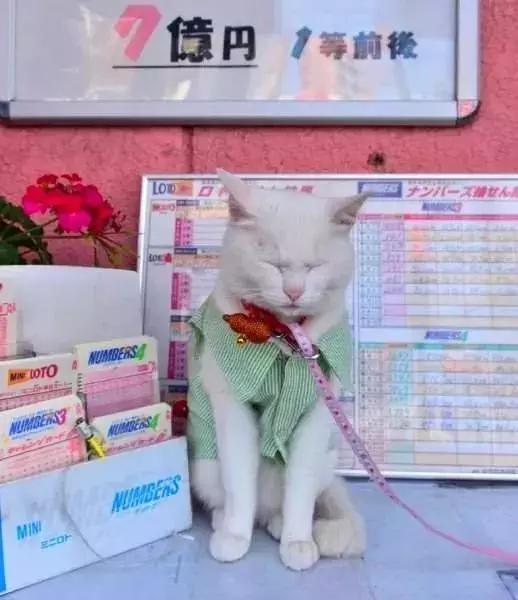 彩票店招财猫图片大全,招财猫中奖彩票