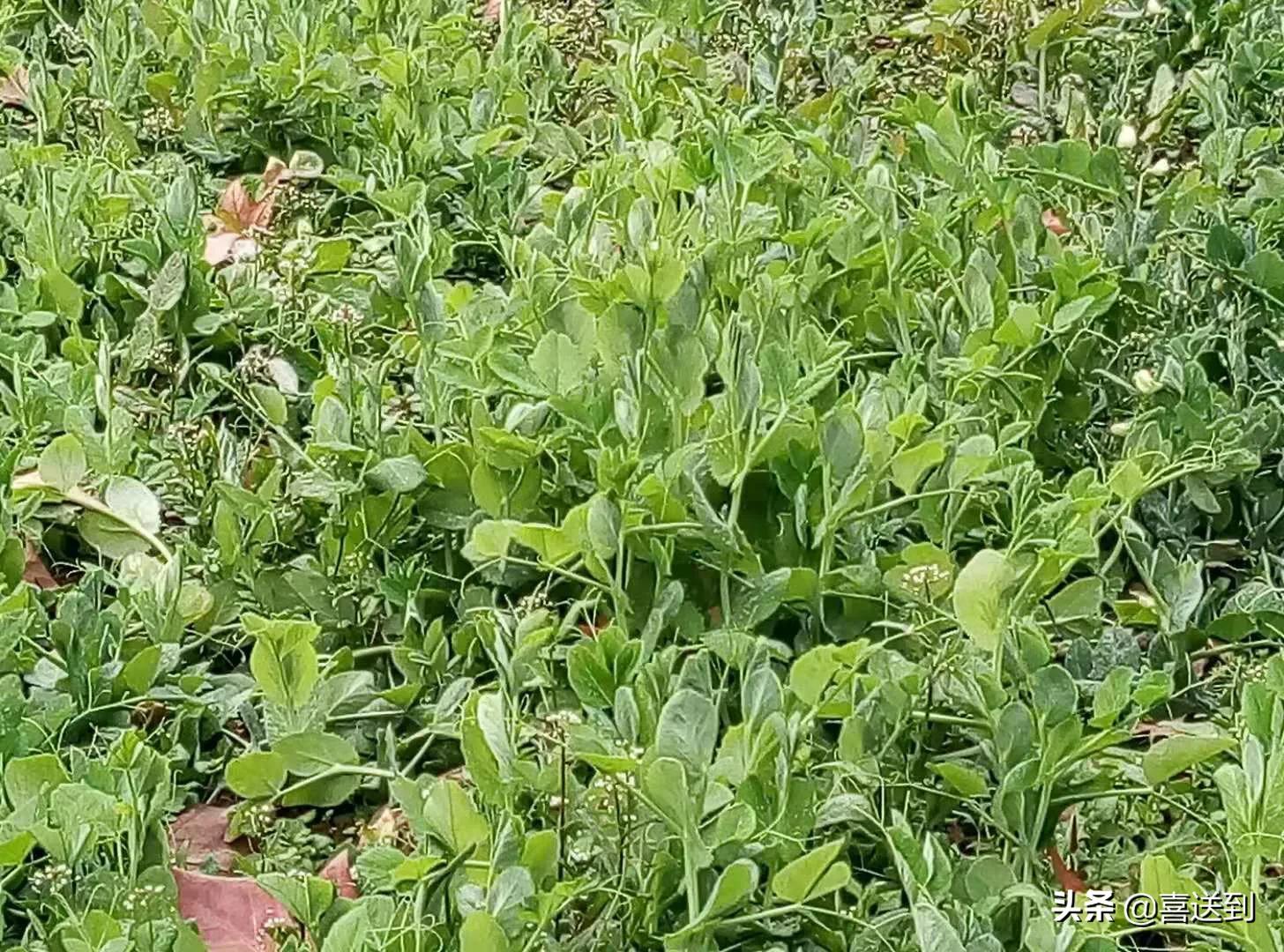 夫妻性格不合如何才能解决,夫妻性格不合最好的解决方法