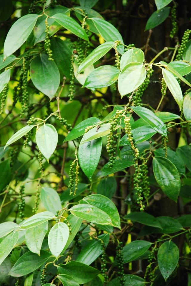 “漂洋过海”的胡椒，是如何从价比黄金沦落到大众调味品的？