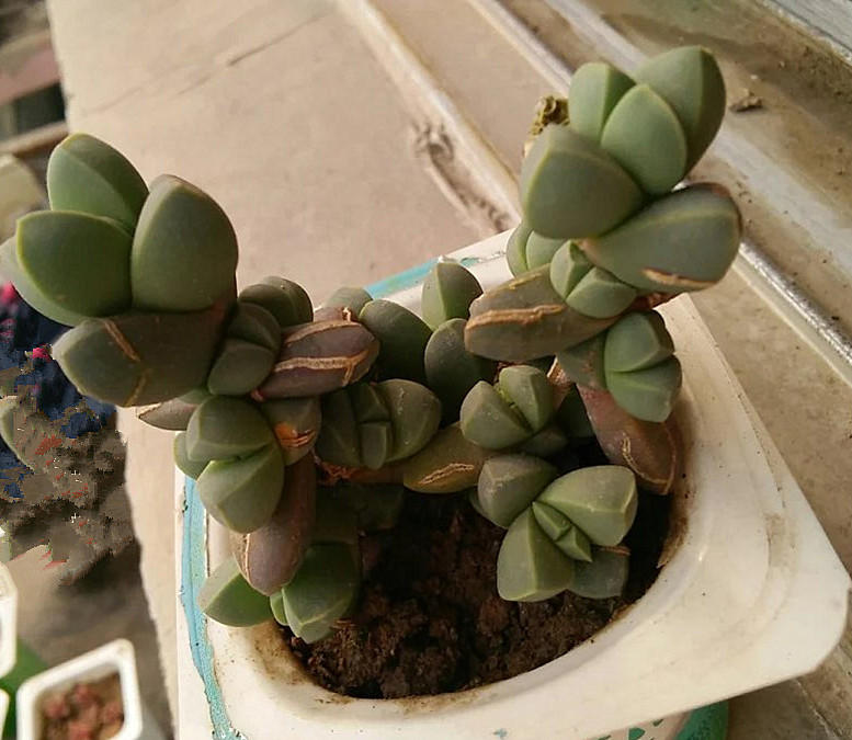 多肉一直放在散射光可以吗,多肉一直养在室内可以吗