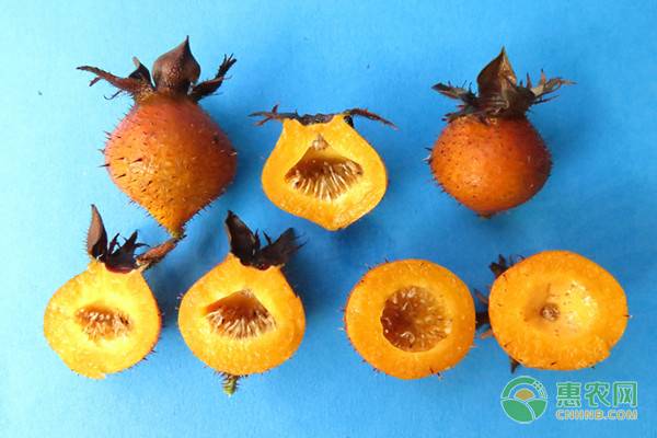 金刺梨苗多少钱一棵,正宗金刺梨鲜果多少钱一斤